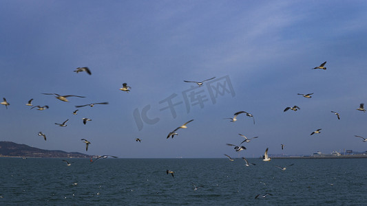 海边海面海鸥飞翔摄影图