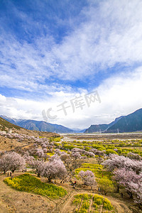 春天桃花摄影照片_林芝桃花林摄影图