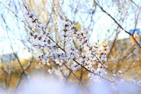 山桃桃花树鲜花自然风景摄影图