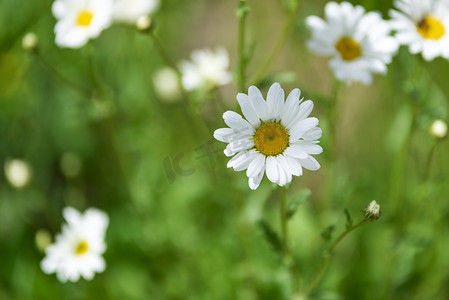 白色小菊花夏日花朵摄影图