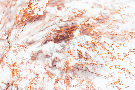 冬天白色积雪与桔色植物摄影图