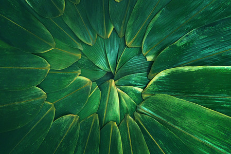 绿色粽子叶端午节摄影图