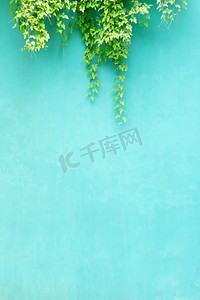 清新植物背景墙摄影图