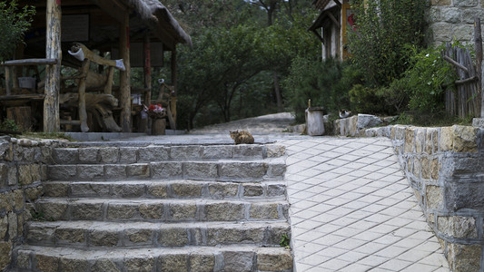 石梯旁边慵懒午后小猫摄影图