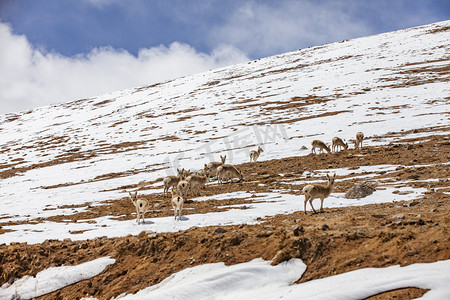 雪地上羚羊摄影图