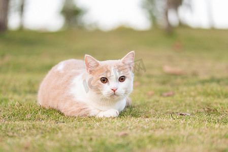 猫草摄影照片_躺草地上猫摄影图