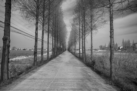 黑白树木道路透视自然风景摄影图
