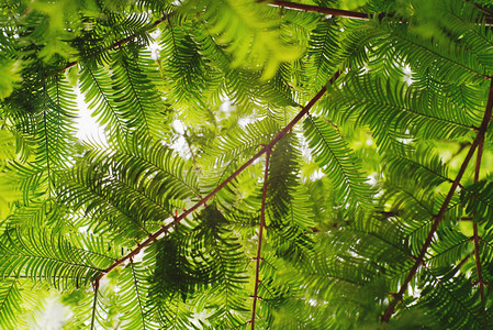 绿叶阳光摄影照片_阳光疏松树叶摄影图
