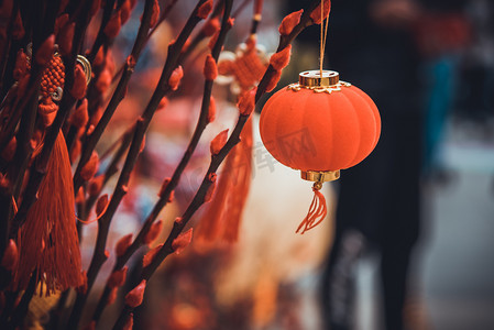 新年喜庆红色花朵海报摄影照片_树枝上的灯笼摄影图