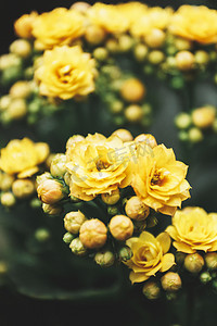 鲜花植物摄影照片_黄色长寿花摄影图