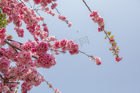 春天花卉粉色摄影照片_春天桃花朵朵繁花盛开10