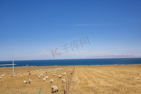 青海湖边一群羊摄影图