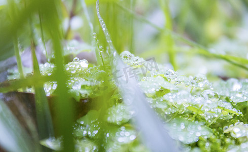 小草摄影照片_雨天小草植物摄影图