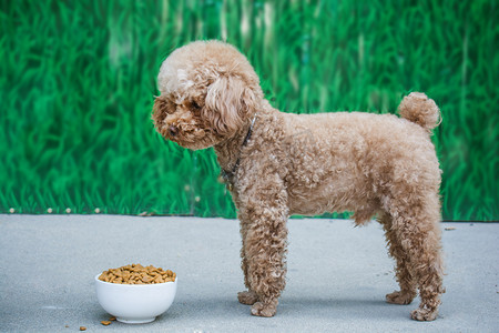 正要吃狗粮泰迪犬摄影图