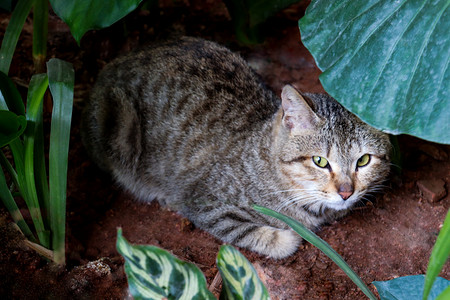 可爱黑白纹小猫草丛趴着摄影图