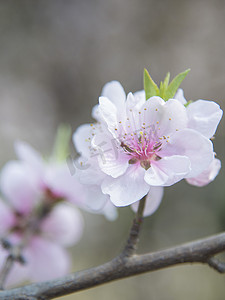 你好立春摄影照片_白色樱花摄影图
