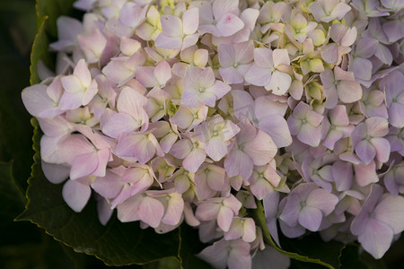 盛开绣球花紫阳花摄影图