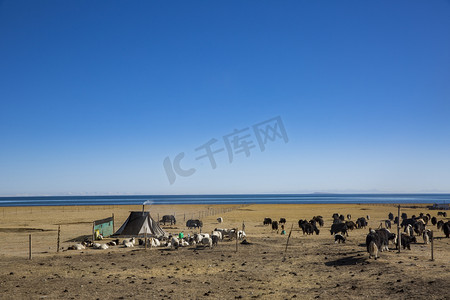 青海湖边一群羊摄影图