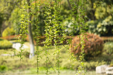 绿色垂柳植物摄影图