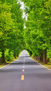 夏日马路与树摄影图