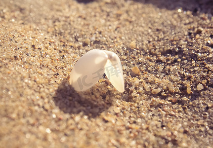 纯白色白色摄影照片_黄色沙子上纯白色贝壳摄影图