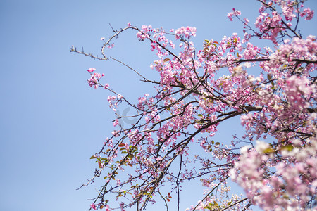 桃花logo摄影照片_春天盛开桃花花枝自然风景摄影图