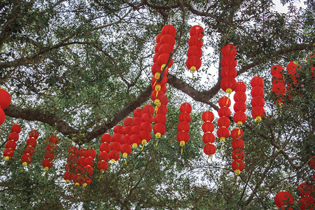 树上喜庆的红灯笼摄影图