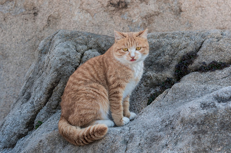 猫咪卡通png摄影照片_坐在石头上猫咪摄影图