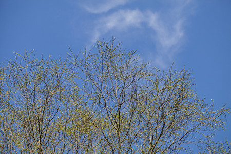 蓝天树木仰拍自然风景摄影图