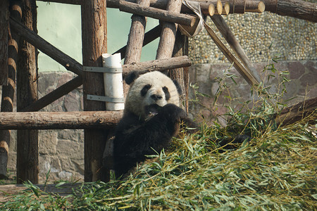 动物园大熊猫吃竹子摄影图
