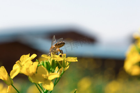 绿色春天图摄影照片_蜜蜂采蜜油菜花摄影图