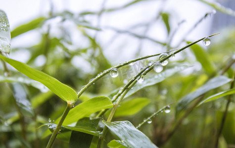 绿叶上水珠雨景摄影图