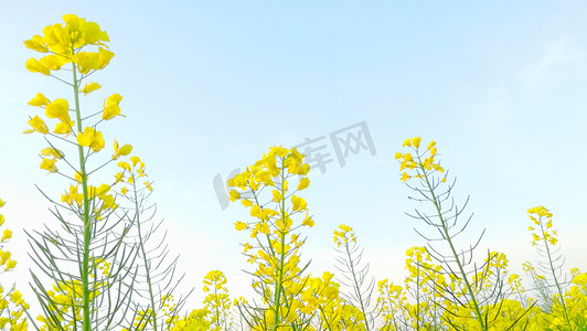 四月摄影照片_蓝天下黄色油菜花摄影图