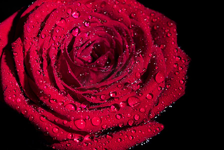 情人节玫瑰花花朵摄影图