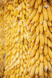 节约粮食摄影照片_收获玉米摄影图