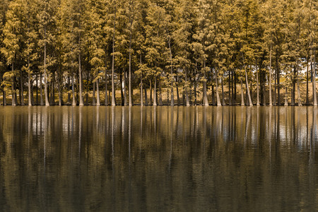 秋天水杉林水面摄影图