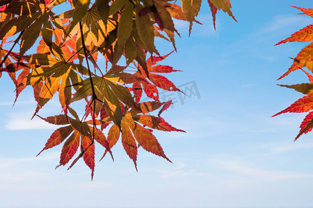 红叶摄影照片_大气唯美秋天树林摄影图