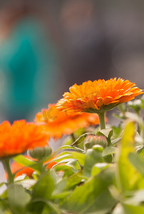 春季男鞋海报摄影照片_橙色非洲菊花朵自然风景摄影图