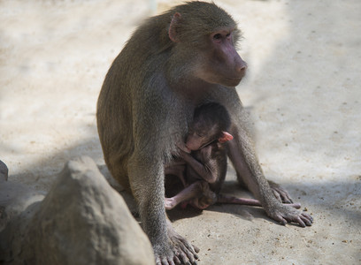 动物猴子摄影图