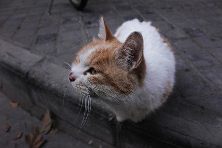 街边宠物猫咪摄影图