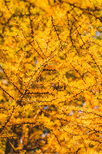 秋季落叶松被染上金色摄影图