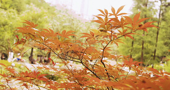秋季上新枫叶摄影照片_红色枫叶摄影图