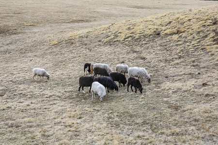 自然风景草地羊群摄影图
