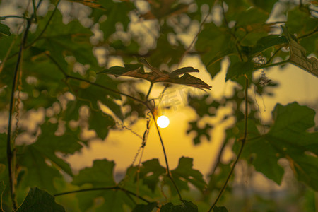 夕阳下植物摄影图