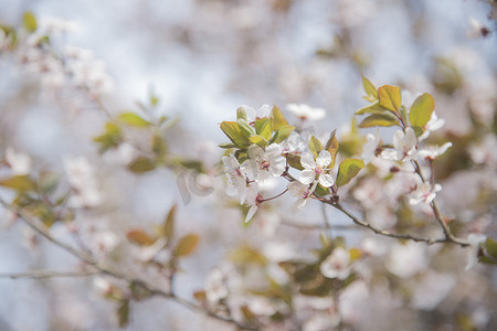 春天摄影照片_春天盛开桃花花朵植物自然风景摄影图