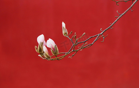 玉兰花花朵摄影图