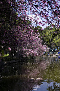 春天桃花繁花盛开自然风景摄影图