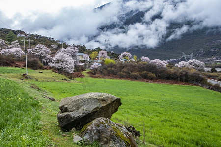 西藏林芝桃花林摄影图