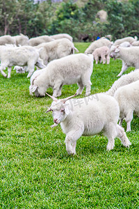 呼和浩特草原上羊摄影图
