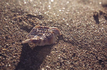 沙滩夏日旅游摄影照片_沙滩上阳光下贝壳自然风景摄影图配图